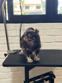 Long Coat Choco Tan Chihuahua Adoption