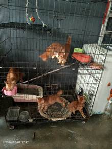 anak oyen