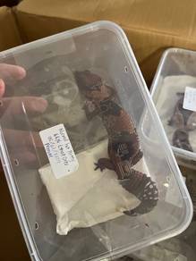 african fat tail gecko