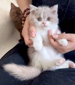 Purebreed British shorthair