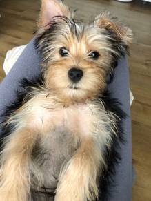 T4178 Playful Silkese Long Hair Small Puppy Puppy