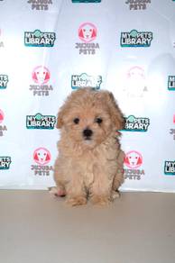 C21 Tiny Maltipoo Puppy