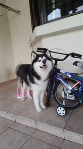 Wooly huskey