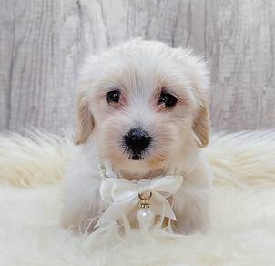 Maltipoo