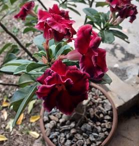 adenium 