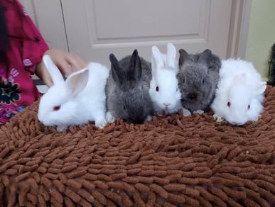 arnab mix murah