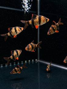 Tiger Barb