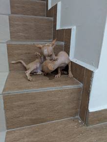 Chihuahua puppies 