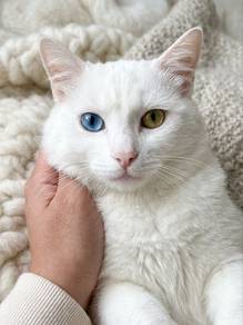 White Cat Heterochromia (Blue/yellow eye)