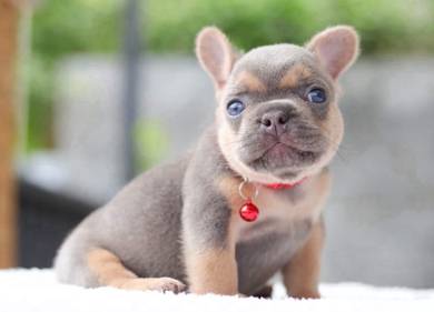 FRENCH BULLDOG PUPPIES VIP274🌻Cute & Healthy Boy
