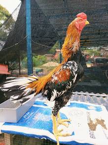Ayam lhk