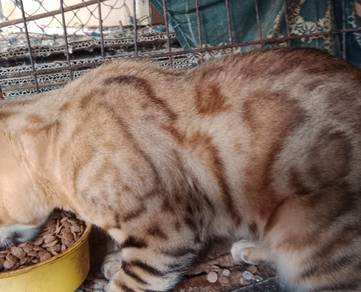 Bengal rossete