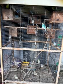 burung Baji