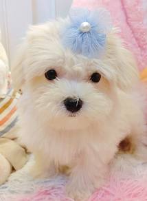 Maltese