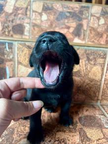 Labrador..