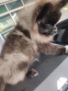 Pomeranian Puppies