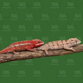 Chameleon Ambilobe Pair