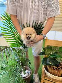 teacup Pomeranian 