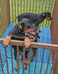 Rottweiler