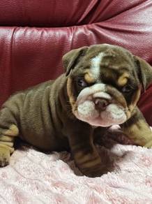 ENGLISH BULLDOG PUPPIES Male C028