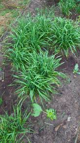 Sayur Kuchai Chives fresh vegetable