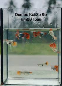 Dumbo Koi Sb Rb