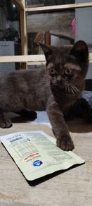 Bsh black