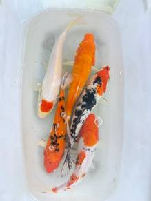 Ikan 8inch