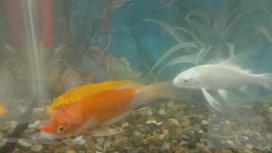 aquarium 