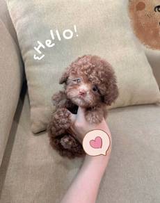 MINI POODLE PUPPIES S135 🌻 Tiny Toy - Tea Cup