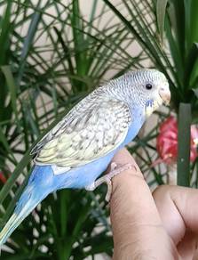 Budgie JINAK