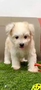 Pomachon puppy