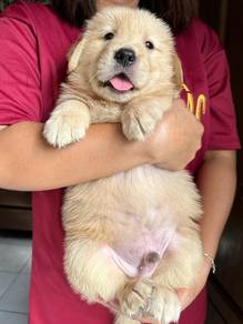 Golden Retriever """