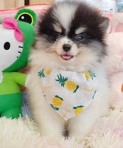 Pomeranian