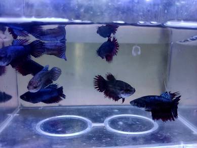 Female Betta Fish Ikan Laga 