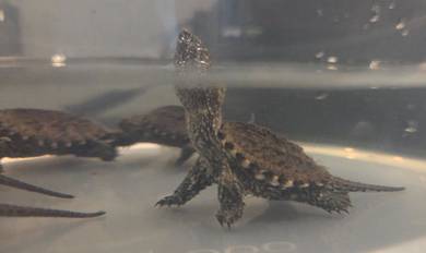 Baby Florida Snapping Turtle (FST) Godzilla