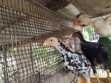 Anak ayam 