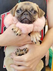 Pug