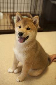 Adored shiba lnu meidum size dog with a fox puppy