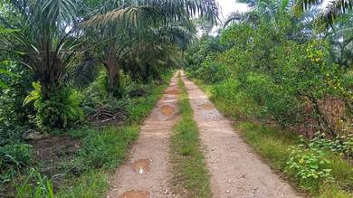 Agricultural Land in Batu Pahat, JHR