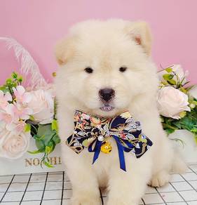Chow Chow