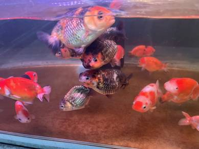 gold fish 兰壽