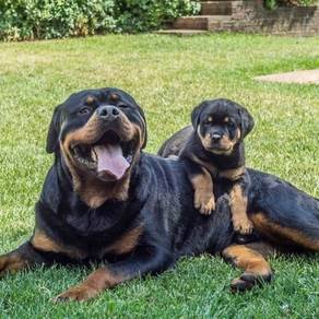 Rottweiler 11