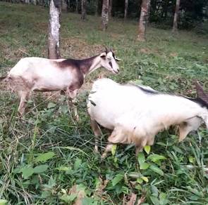 kambing jantan dan betina