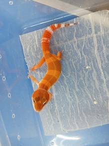 Leopard Gecko -Shtct