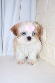 J0161 Shih Tzu Teddy Bear Baby Face Puppy
