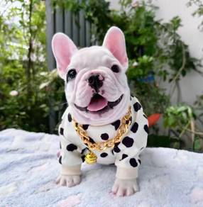 FRENCH BULLDOG PUPPIES S226 🌻Cute Puppy Available
