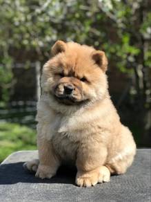 chow chow 