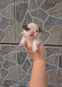 Chiwawa