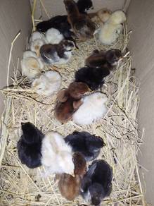Anak Ayam